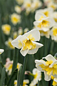 Narcissus 'Smiling Twin'