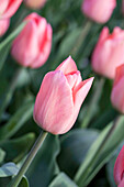 Tulipa 'Beauty Queen'