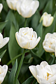 Tulipa Flaming Evita