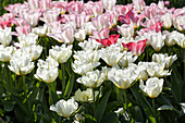 Tulipa fosteriana 'Exotic Emperor'