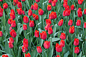 Tulipa 'I To Holland