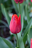 Tulipa 'I To Holland'