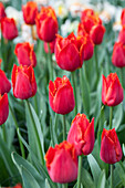 Tulipa 'I To Holland'