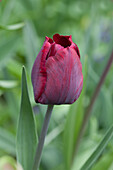 Tulipa 'Ronaldo