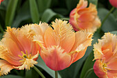 Tulipa 'Lambada