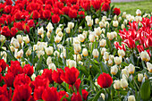 Tulipa 'Francoise', Tulipa 'Largo'