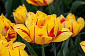 Tulipa 'Monsella'