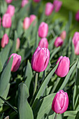 Tulipa 'Pink Flag'