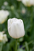 Tulipa multiflora 'Weiße Berliner' (White Berliners)