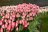 Tulipa 'Design Impression'