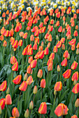 Tulipa 'Oxford´s Elite'