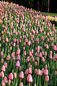 Tulipa 'Pink Impression'®