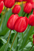 Tulipa Red Impression