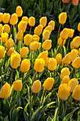 Tulipa 'Yellow Wave