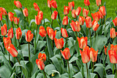 Tulipa fosteriana Orange Emperor