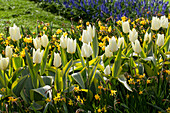 Tulipa fosteriana Purissima