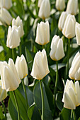 Tulipa fosteriana Purissima