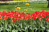 Tulipa fosteriana Red Alert