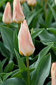 Tulipa greigii 'For Elise