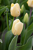 Tulipa greigii 'Vanilla Cream'