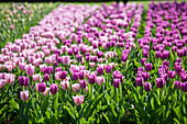 Tulipa 'Blue Beauty', Tulipa pink