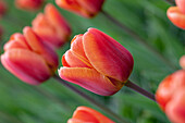Tulipa 'Brown Sugar