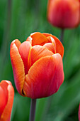 Tulipa 'Brown Sugar