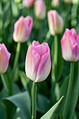 Tulipa Dynasty