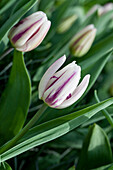 Tulipa Flaming Flag