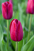 Tulipa Triumph National Velvet