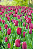 Tulipa Triumph 'National Velvet'