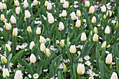 Tulipa Triumph 'White Marvel'