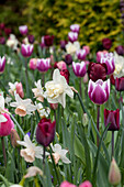 Ambiente Narcissus Tulipa