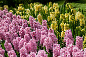 Hyacinthus oriantalis