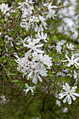 Magnolia stellata