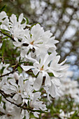 Magnolia stellata