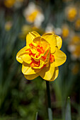 Daffodils, double double coloured