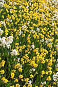 Daffodil pond