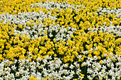 Daffodils white and yellow