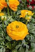 Ranunculus asiaticus, yellow