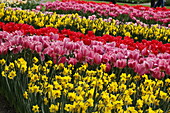 Mood Tulips Daffodils