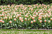 Tulipa kaufmanniana 'Heart`s Delight'