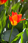 Tulipa, orange