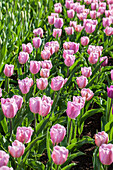 Tulipa, pink