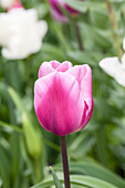 Tulipa, pink