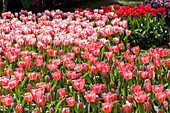 Tulipa, pink