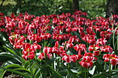 Tulip pink-red