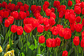 Tulip, red