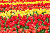 Tulipa, red and yellow