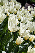 Tulipa, white